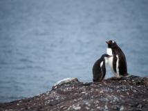 Two penguins huddled against one another