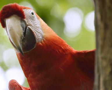 Red Macaw Parrot looking around a tree