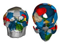 Scans of fossil skulls and brain imprints