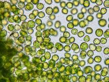 A magnified image of algae