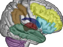 Cortical and subcortical brain regions involved in the overt estimation of elapsed time (explicit timing).