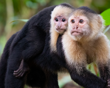 Photo of two capuchin monkeys